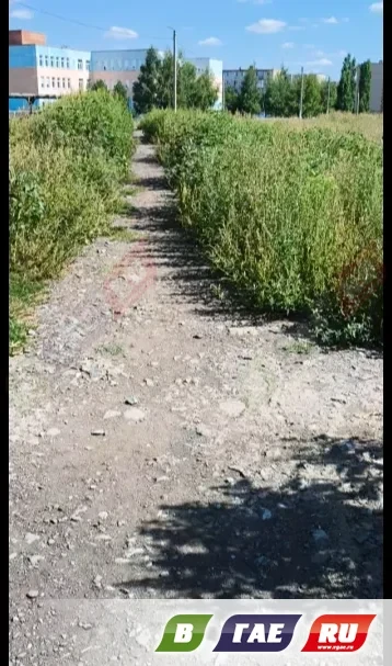 Джунгли по дороге в школу: гайчанка бьёт тревогу из-за зарослей бурьяна🌿