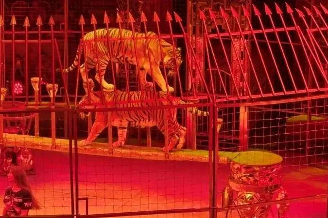🎪 В Петербурге прошла открытая репетиция «Королевского цирка Гии Эрадзе»

Зрителям показали изнанку