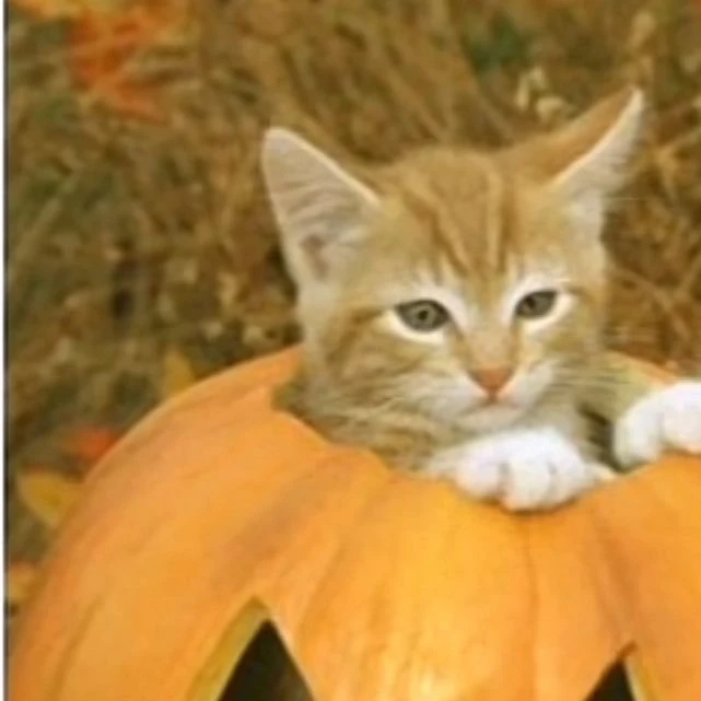 Авы с котами