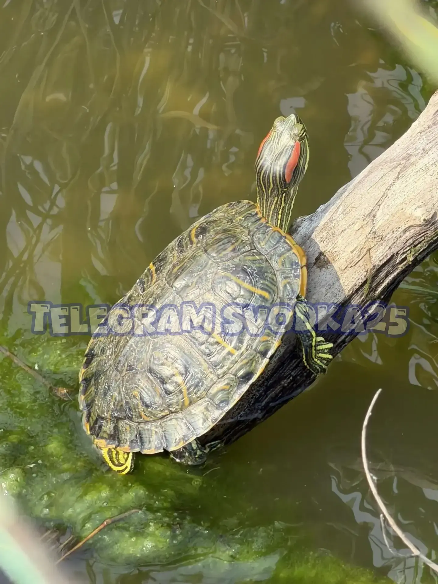🐢Во Владивостоке на озере Чан теперь появились черепашки

Нам пишут, что в районе озера Чан на Стол