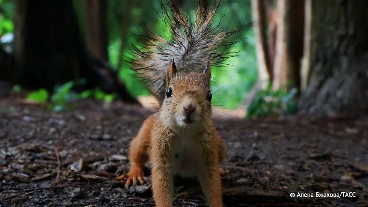 🐿 В Москве начался сезон бельчат