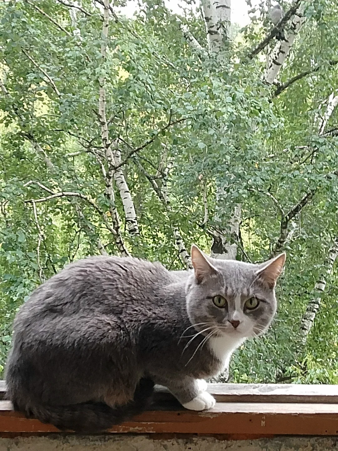 Пропал кот Серёга!