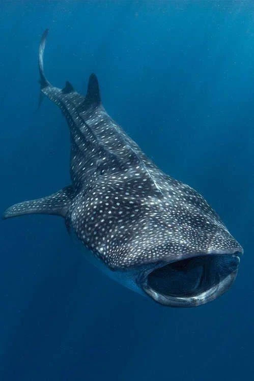 🦈 Некоторые акулы старше динозавров

Акулы появились около 400 млн лет назад — раньше, чем первые д