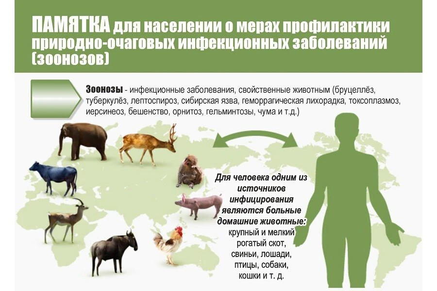 Зоонозные заболевания (зоонозы) — это инфекционные и паразитарные болезни, которые передаются от жив