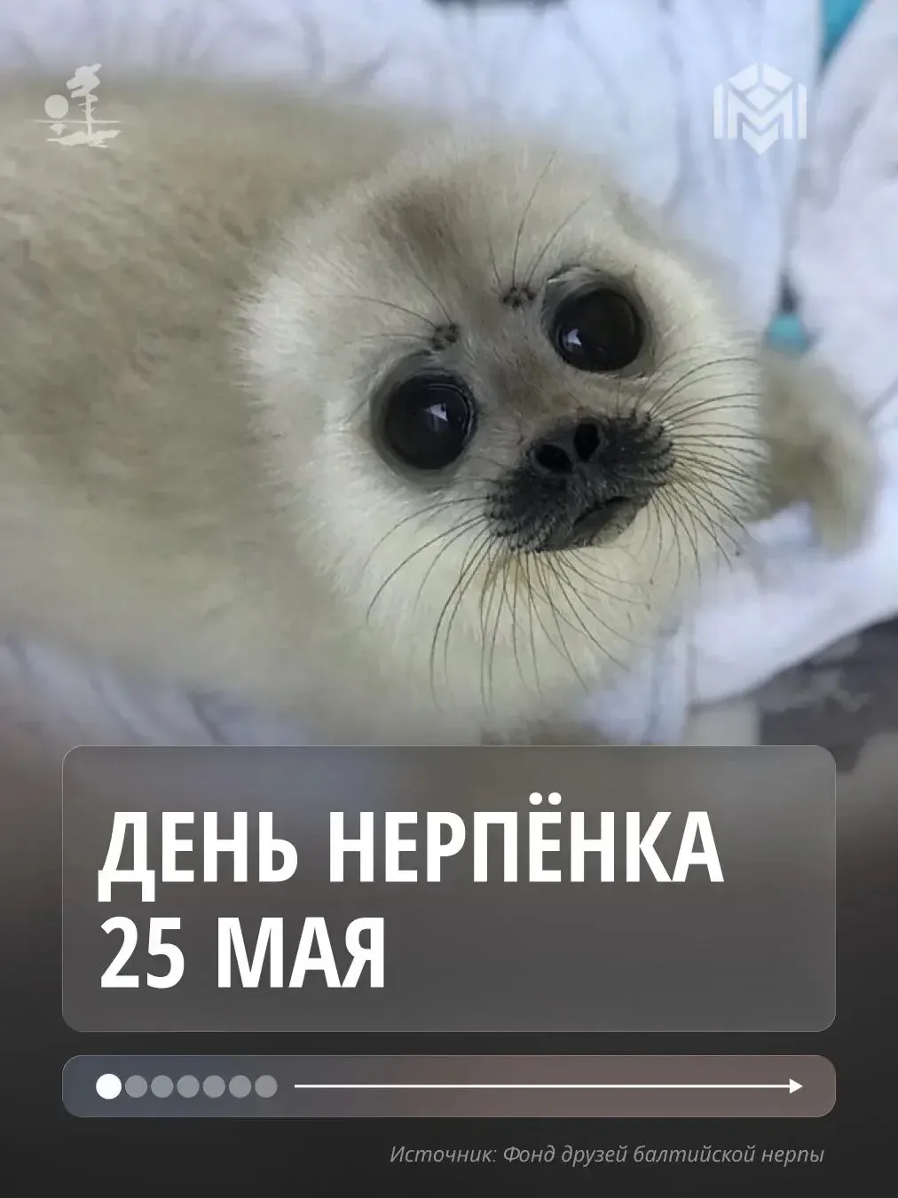 Встреча с балтийской нерпой в Курортном районе на берегу Финского залива — это как коро...