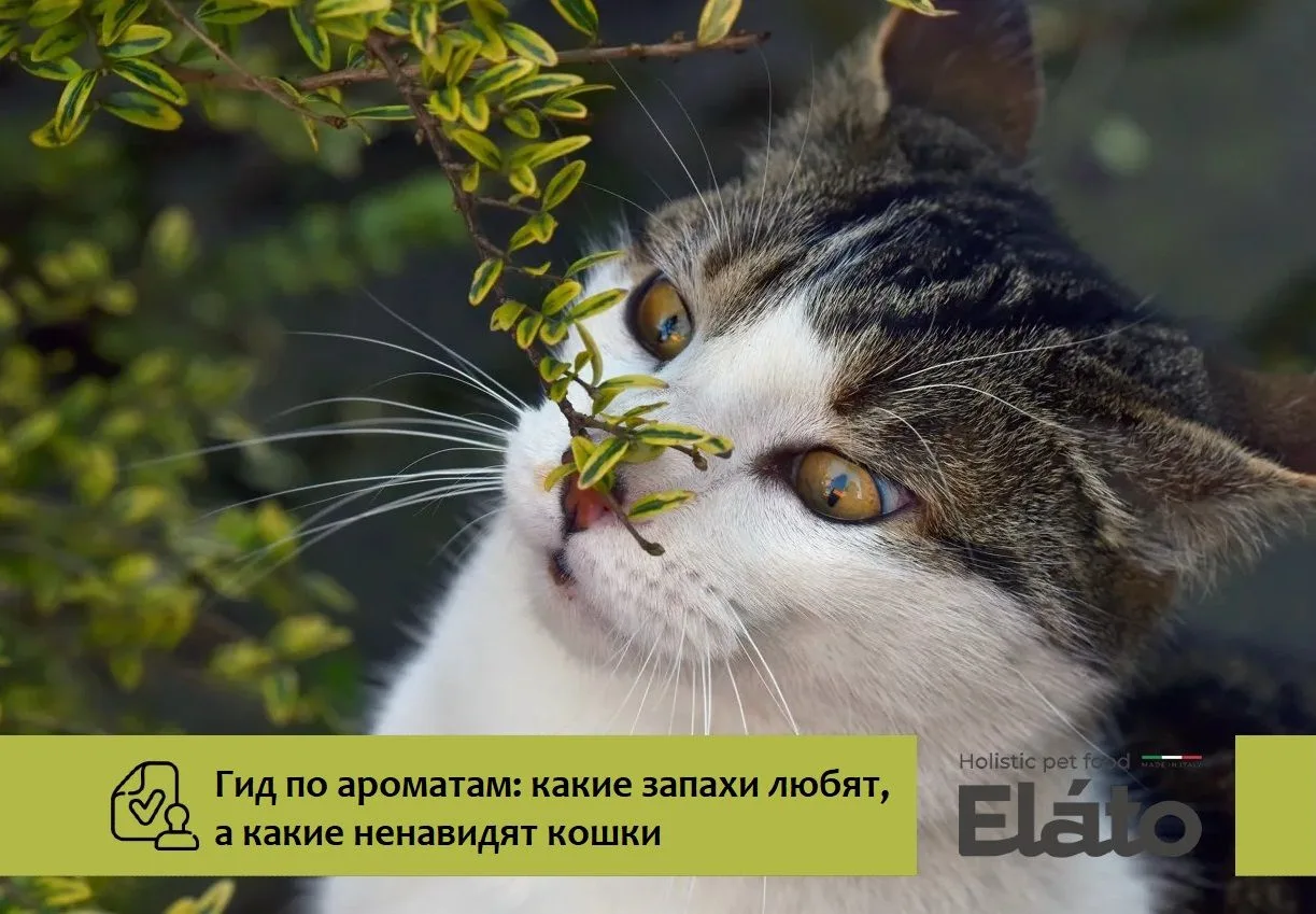 У кошек обоняние в 14 раз сильнее, чем у человека. То, что нам кажется приятным аромато...