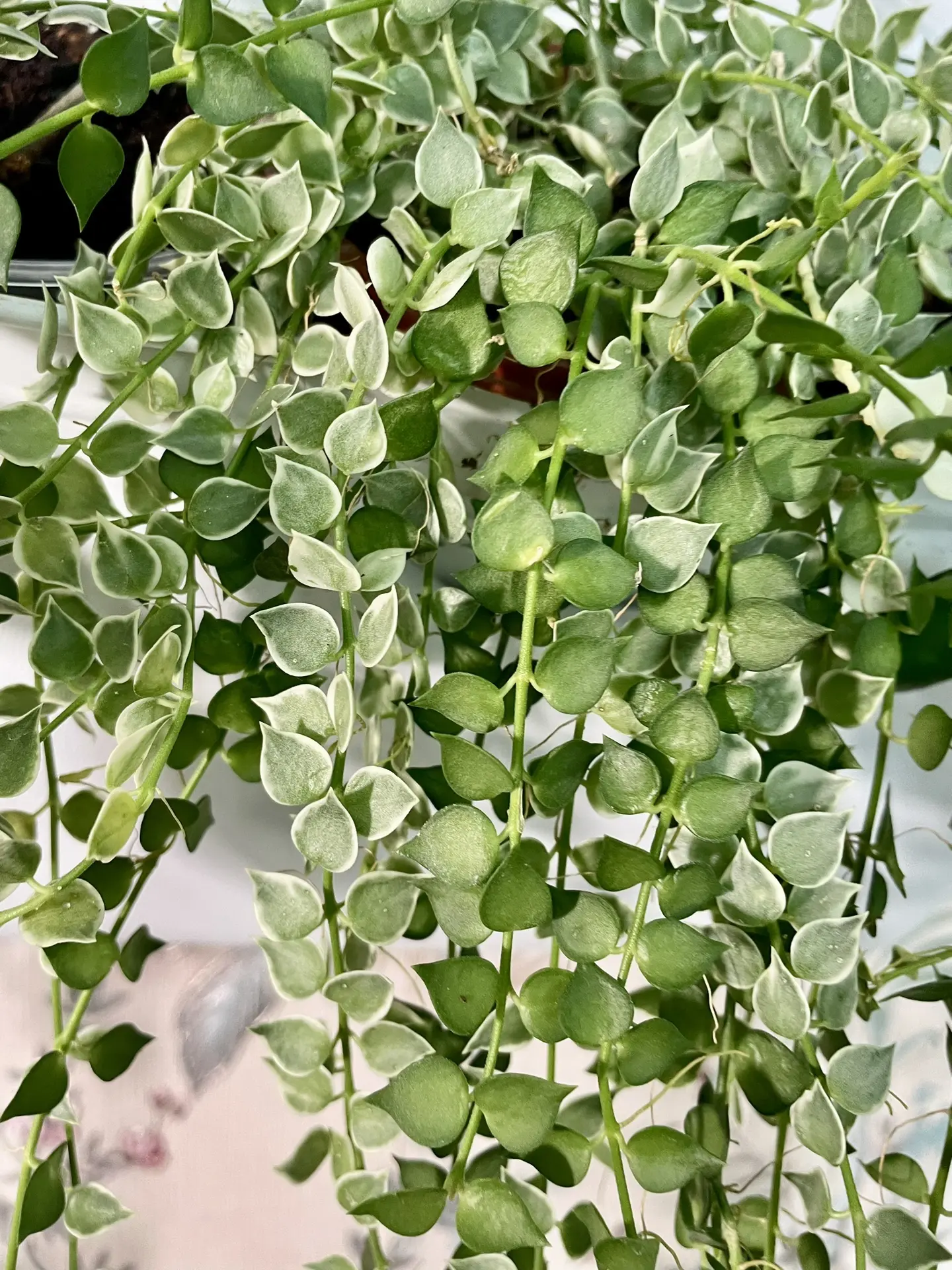 💚Моя красотка 😍