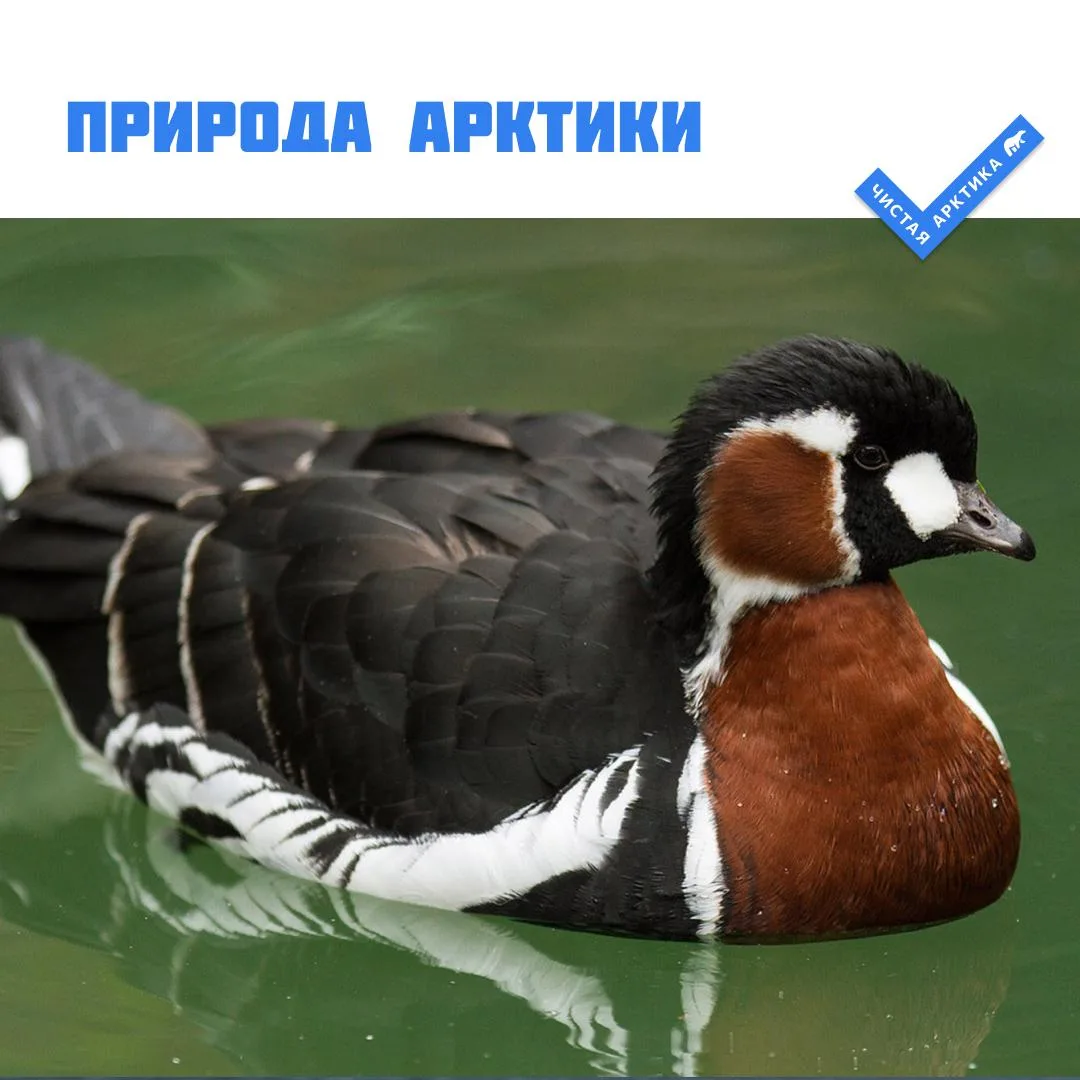 🪿 Она не похожа на остальных гусей Арктики, и это сразу бросается в глаза. Краснозобая казарка — яр