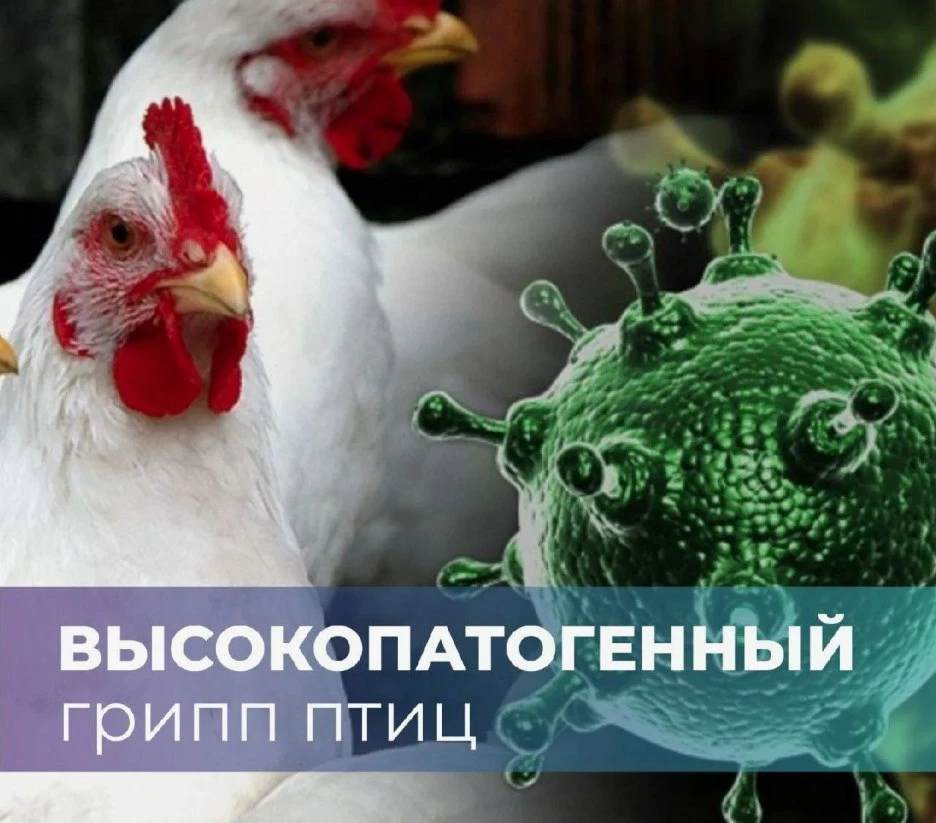 Высокопатогенный грипп птиц (далее – ВГП) — высококонтагиозная вирусная болезнь птиц, х...