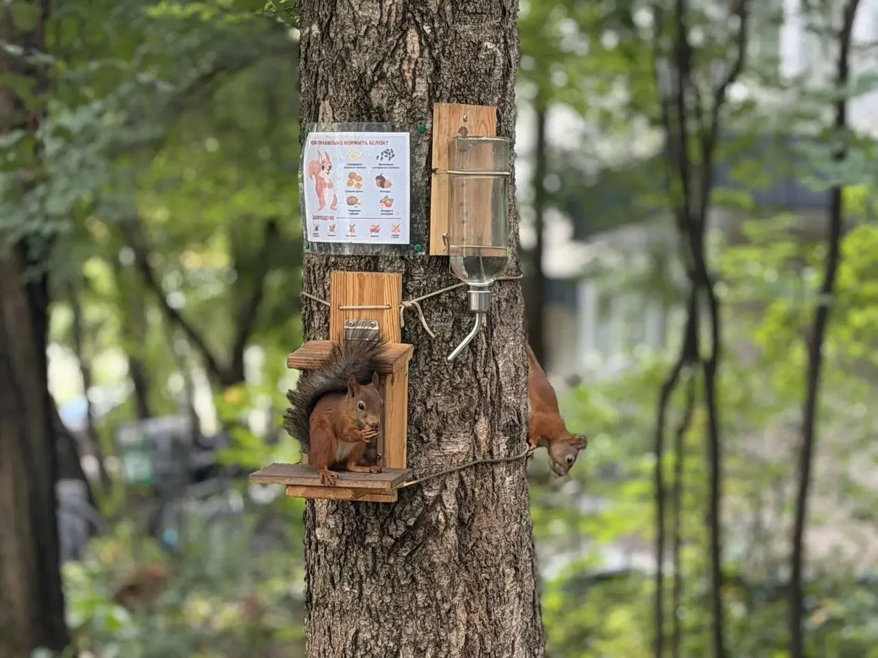 🐿️ Пушистые жители Лосинки: красота и безопасность