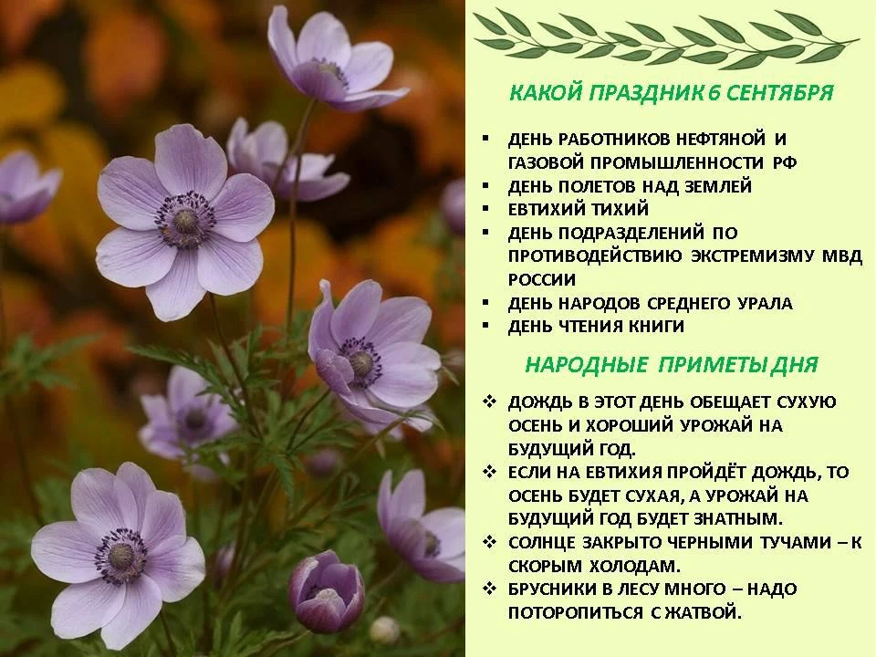 🌷Сегодня 6 сентября 2026 года, воскресенье