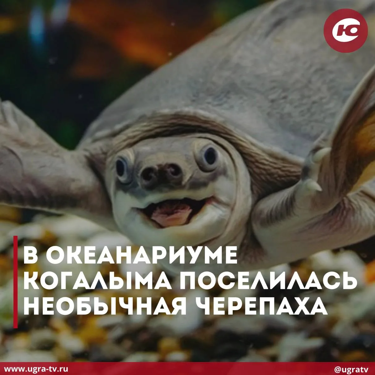 🐠 В Когалымском океанариуме представили новую обитательницу

Недавно в Югру привезли свинорылую чер
