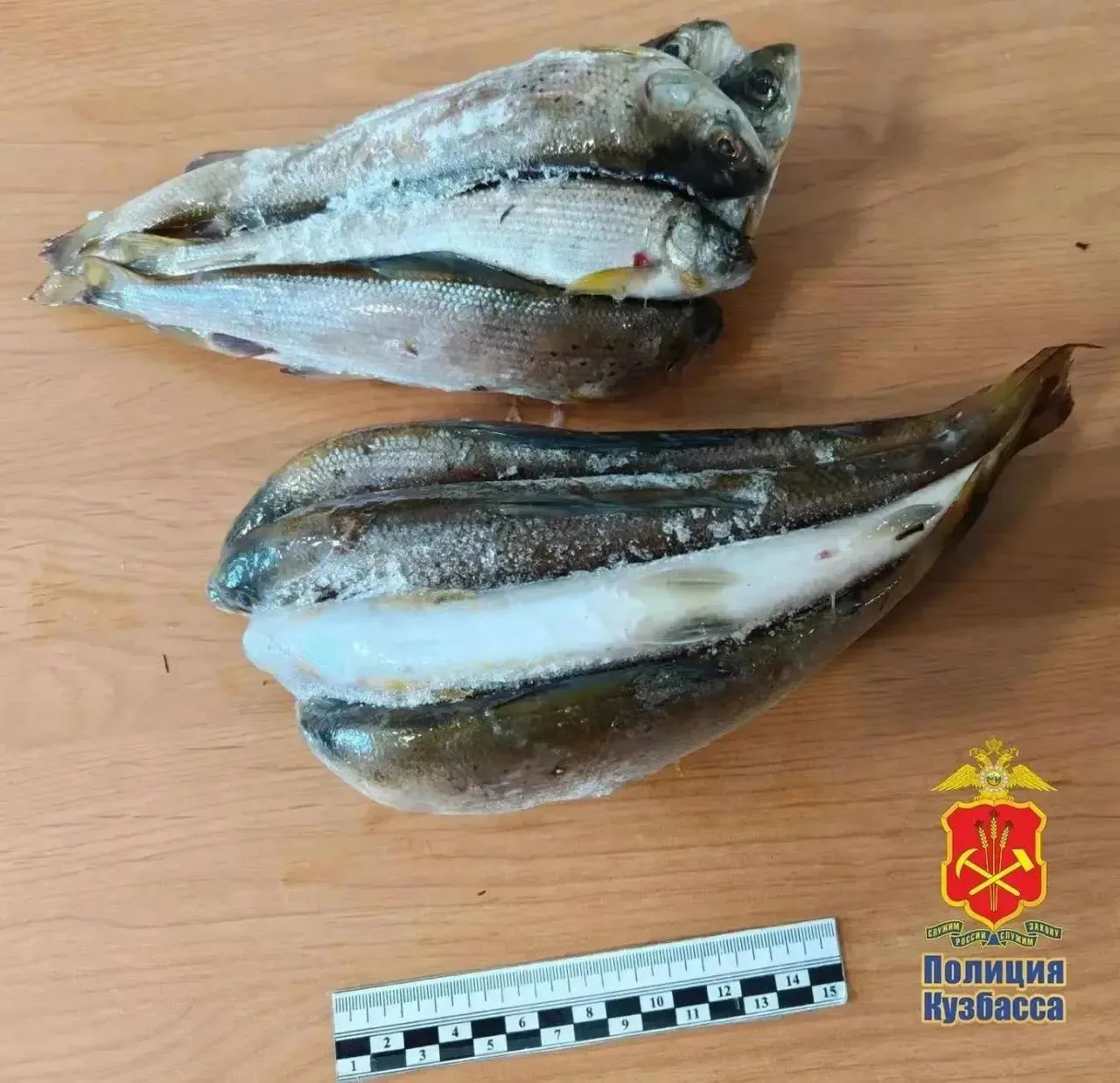 В Междуреченске двум рыбакам грозит до двух лет колонии за незаконный вылов хариуса в заказнике

В х