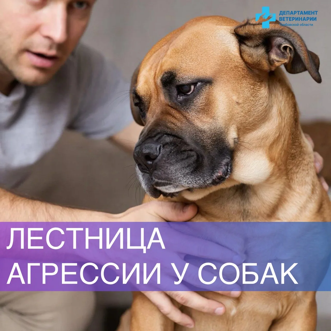 ❓Что такое "лестница агрессии" у собаки? Как понять, когда пора остановиться!