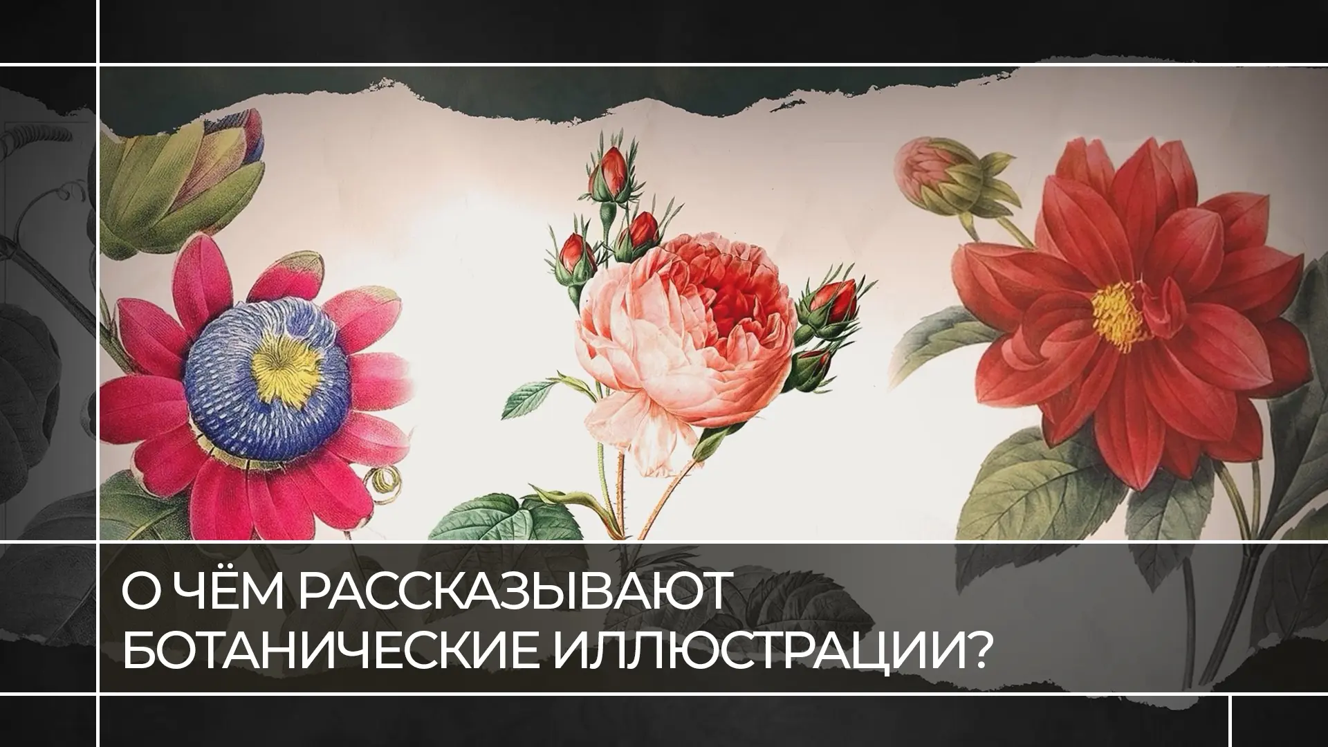 Художники или учёные? А может быть, и то, и другое? 🌷

Ботанические иллюстрации всегда славились то