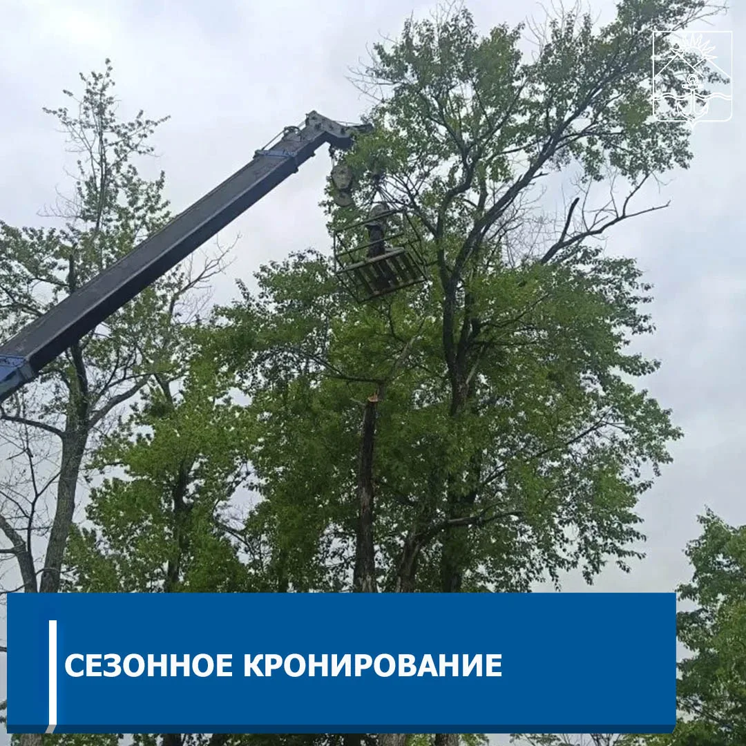 В Хасанском округе начались работы по кронированию зеленных насаждений  🌳В первую очередь обрезаются