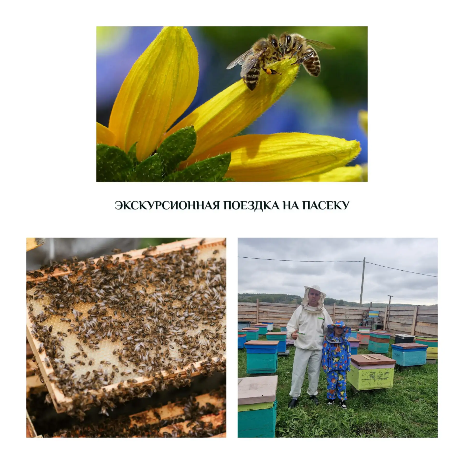 🐝 Экскурсия на пасеку 🐝

🌿 Мелодия сибирского лета: едем на пасеку за тишиной и вдохновением! 🌻
