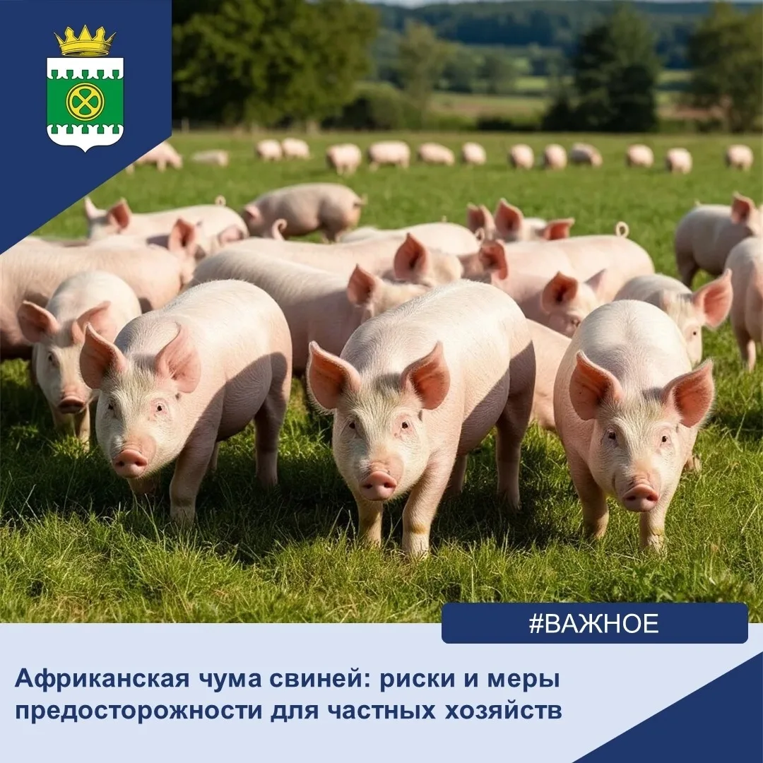 Африканская чума свиней: что нужно знать владельцу для защиты хозяйства