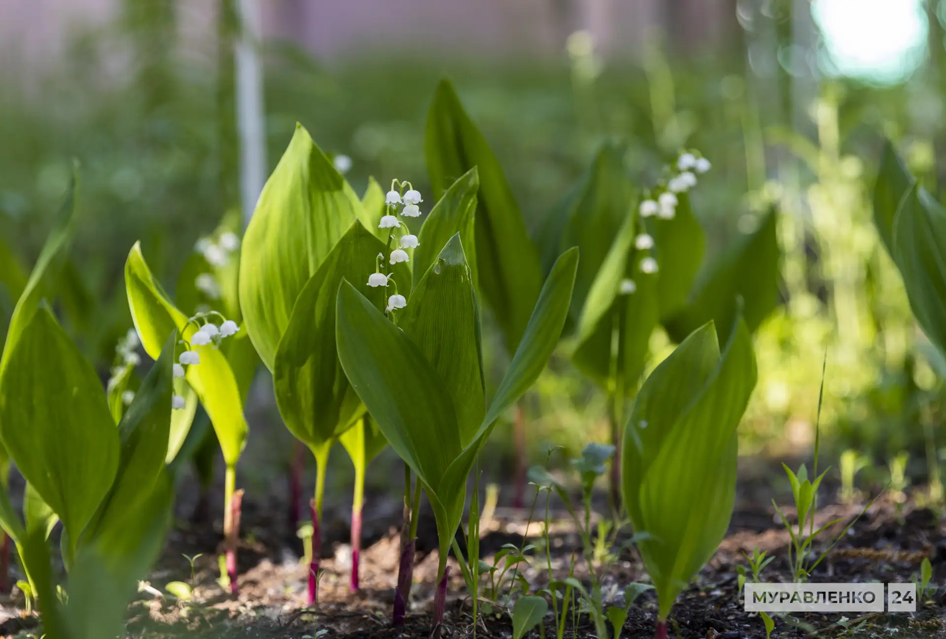 🌱Настоящий подарок после долгой и суровой зимы!

Природа решила нас порадовать — в Муравленко зацве