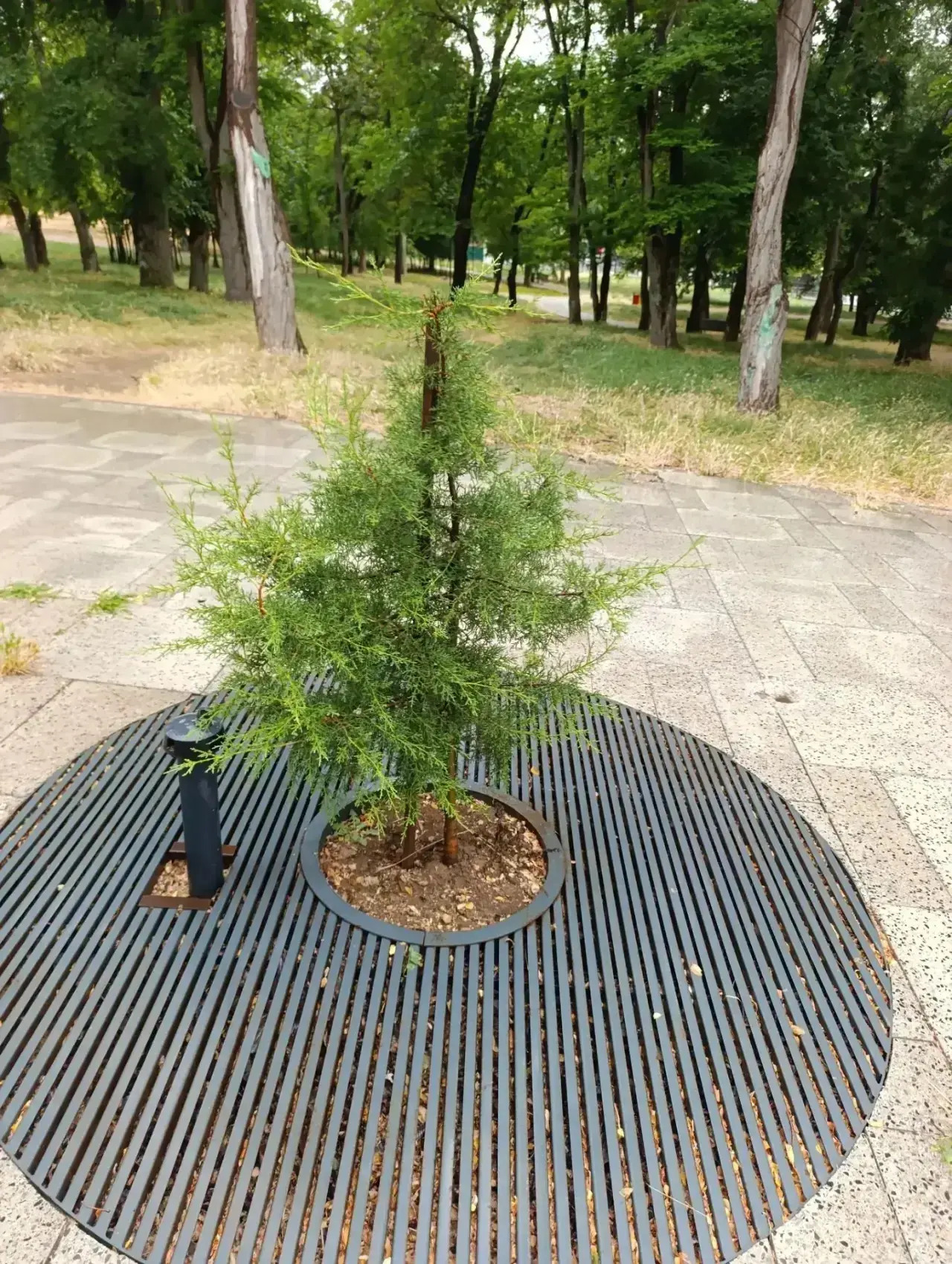 🌱Специалистами выполнены работы по уходу за зелеными насаждениями в парке Учкуевка: 
-обрезка отцве