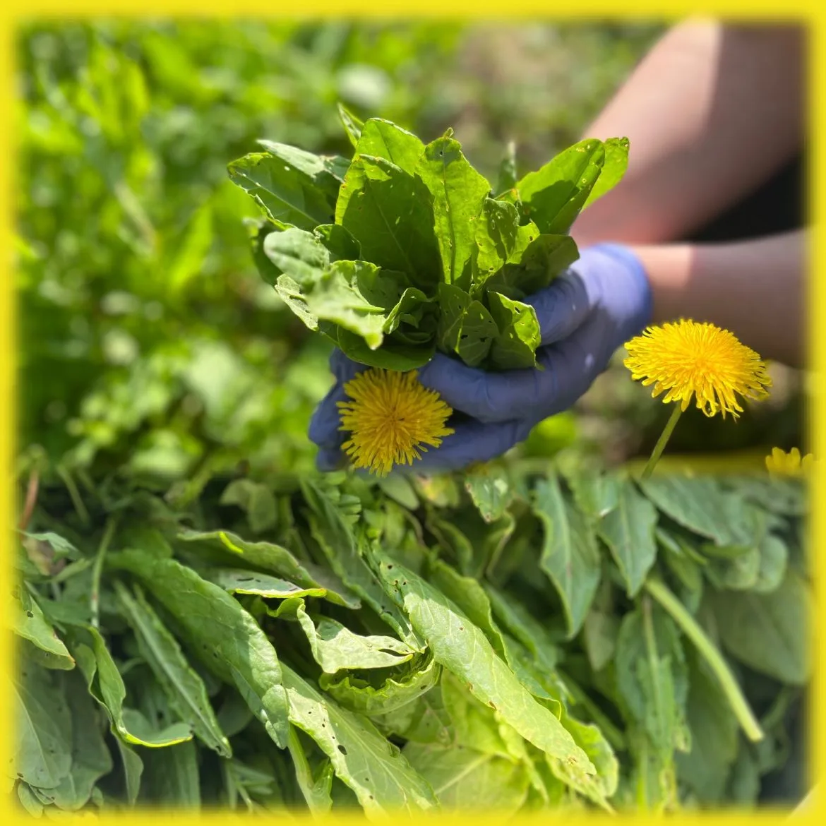 🌿Весенний сбор  ☀️🏡В один из весенних, солнечных дней сотрудники и подопечные Починковского психонев