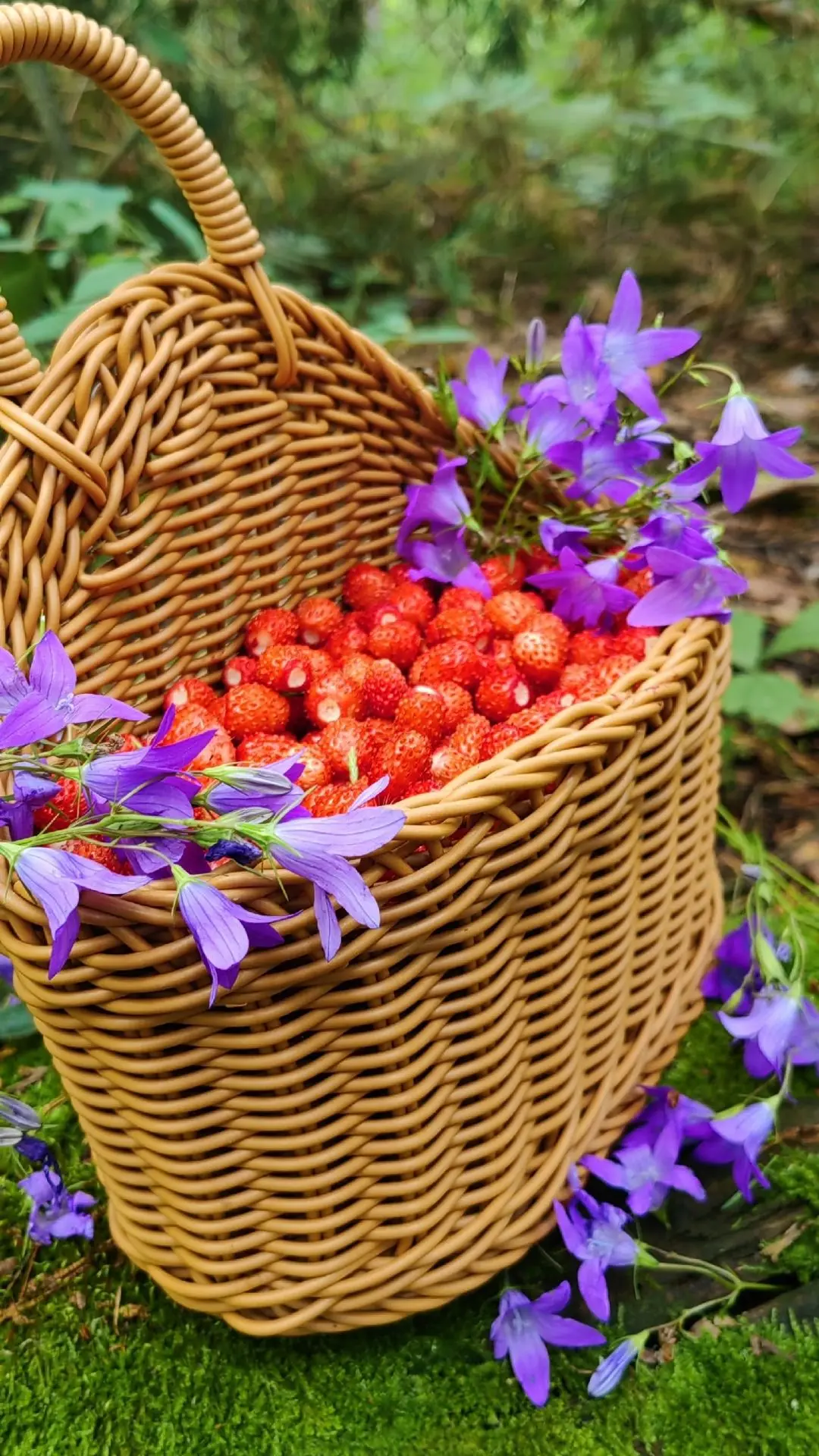 Моя земляничная прогулка удалась😅🍓🍓🍓
Надежда Товашова