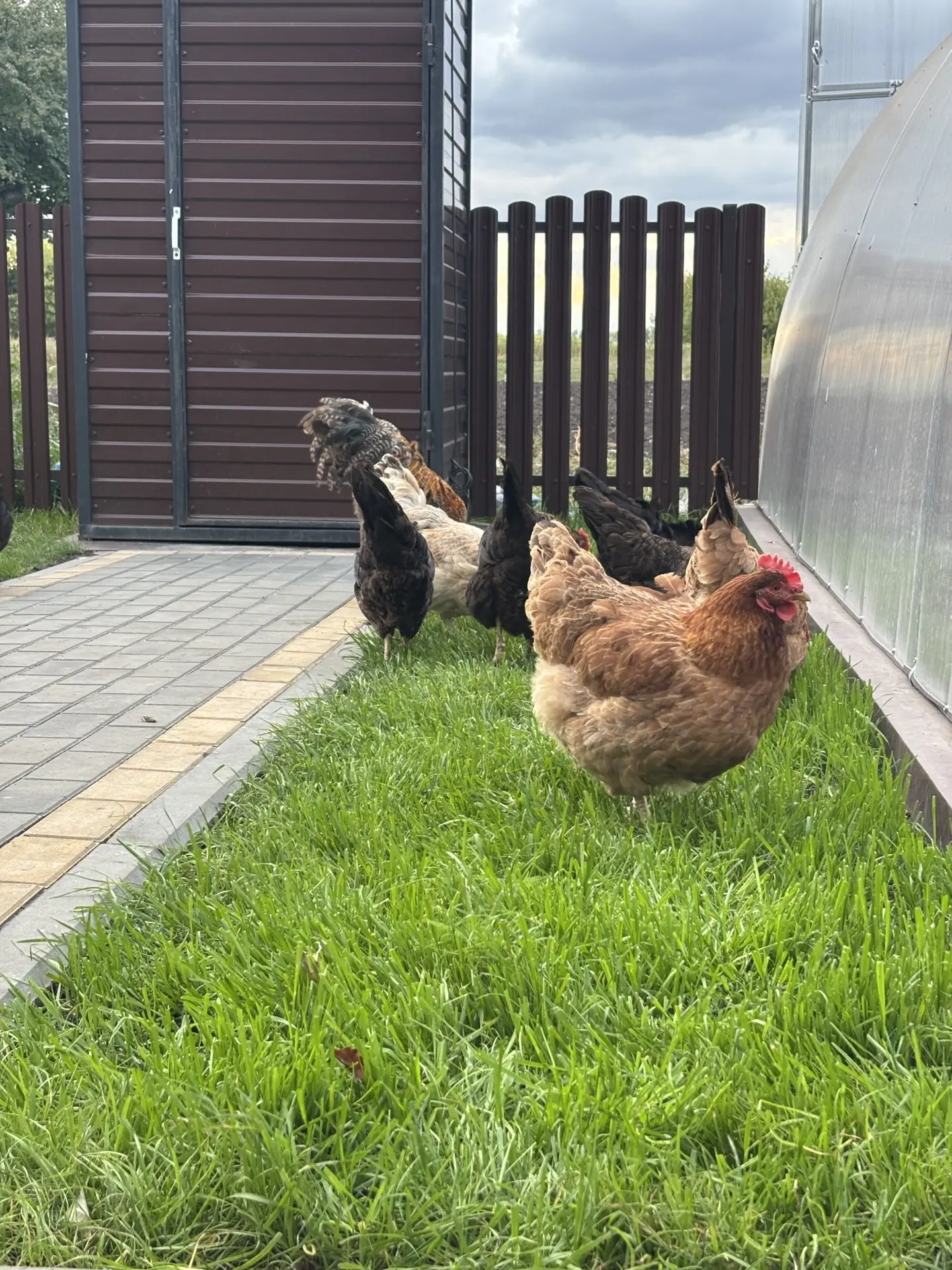Видео