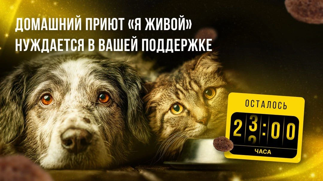 Через 7 часов заканчивается «корзина помощи» для приюта "Я ЖИВОЙ". Наш домашний приют «Я ЖИВОЙ» с 20