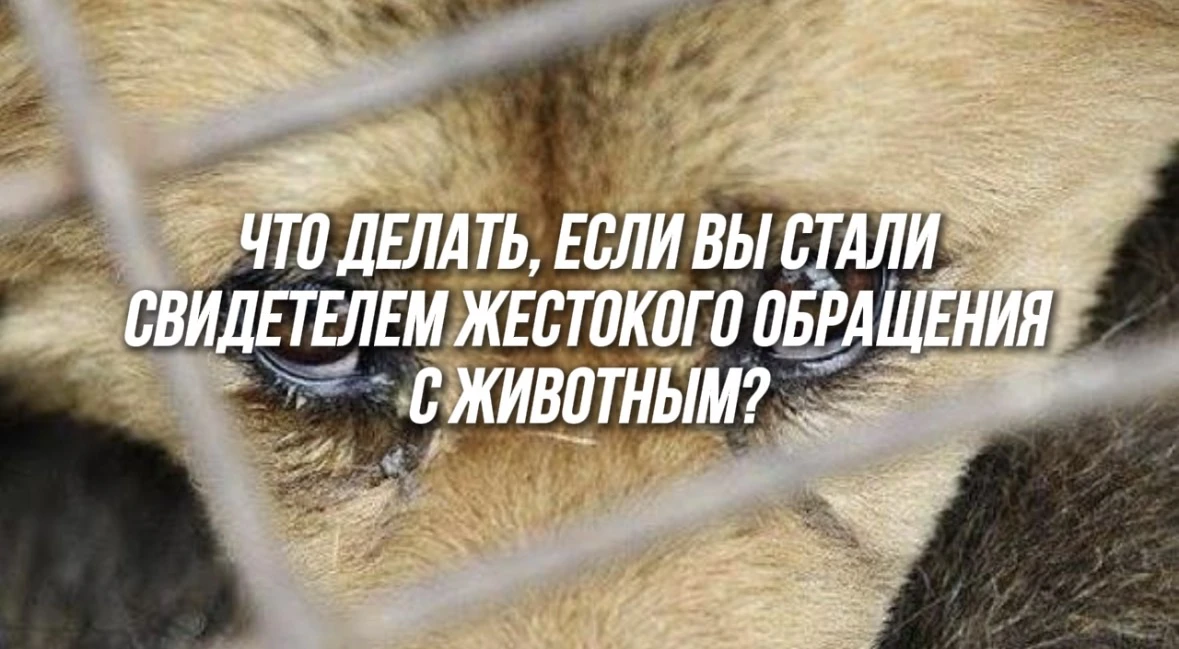 ❓Что делать, если вы стали свидетелем жестокого обращения с животным? Вы спрашивали – м...