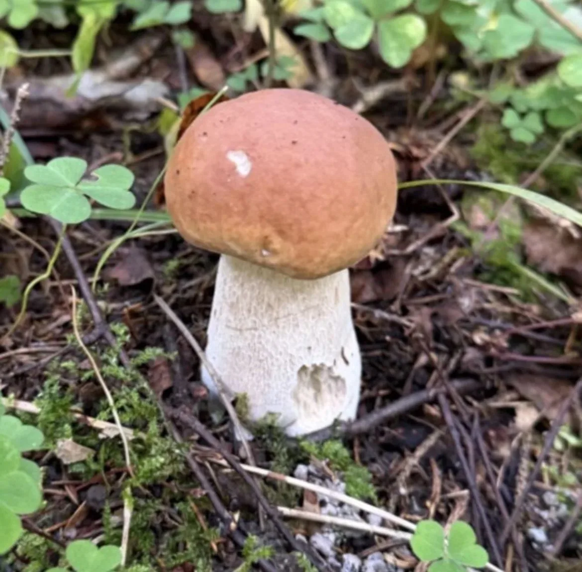 🍄‍🟫 Хотя в лесах сухо, но грибники ещё находят там подосиновики, подберёзовики, лисич...
