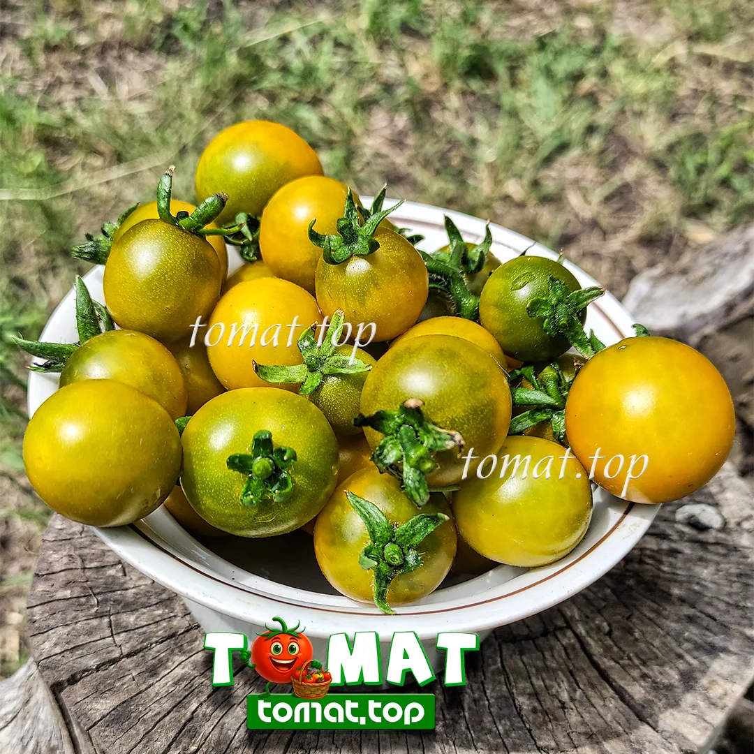 🍅 Первый урожай в этом сезоне!

Пока поспели только некоторые черри. В этом году они немного задерж