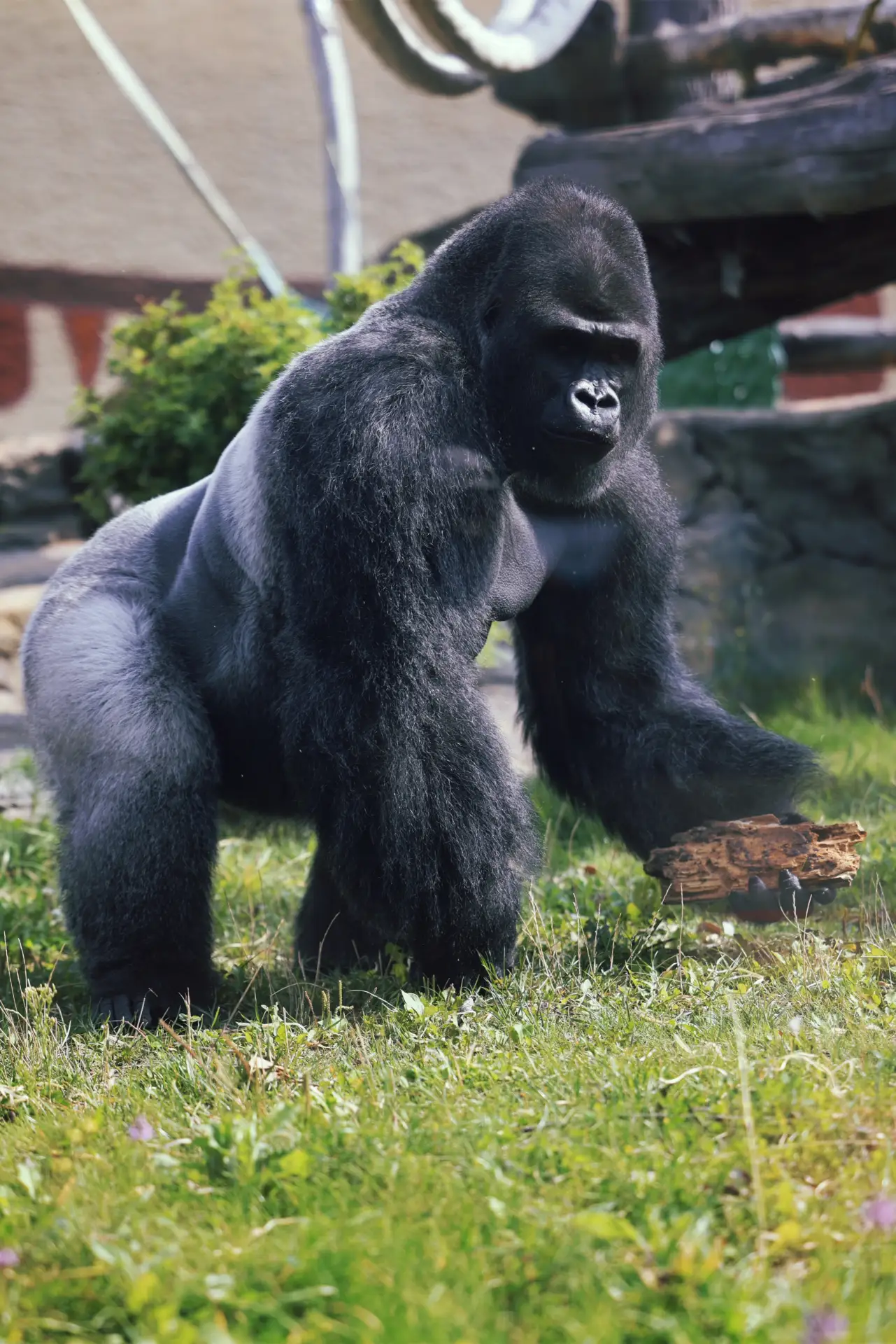 🦍«Как отличить горилл? Они же все одинаковые!» — думаете вы.