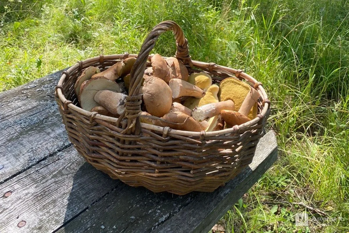 🍄‍🟫🍂Некоторые нижегородцы потихоньку закрывают грибной сезон в конце сентября. При э...