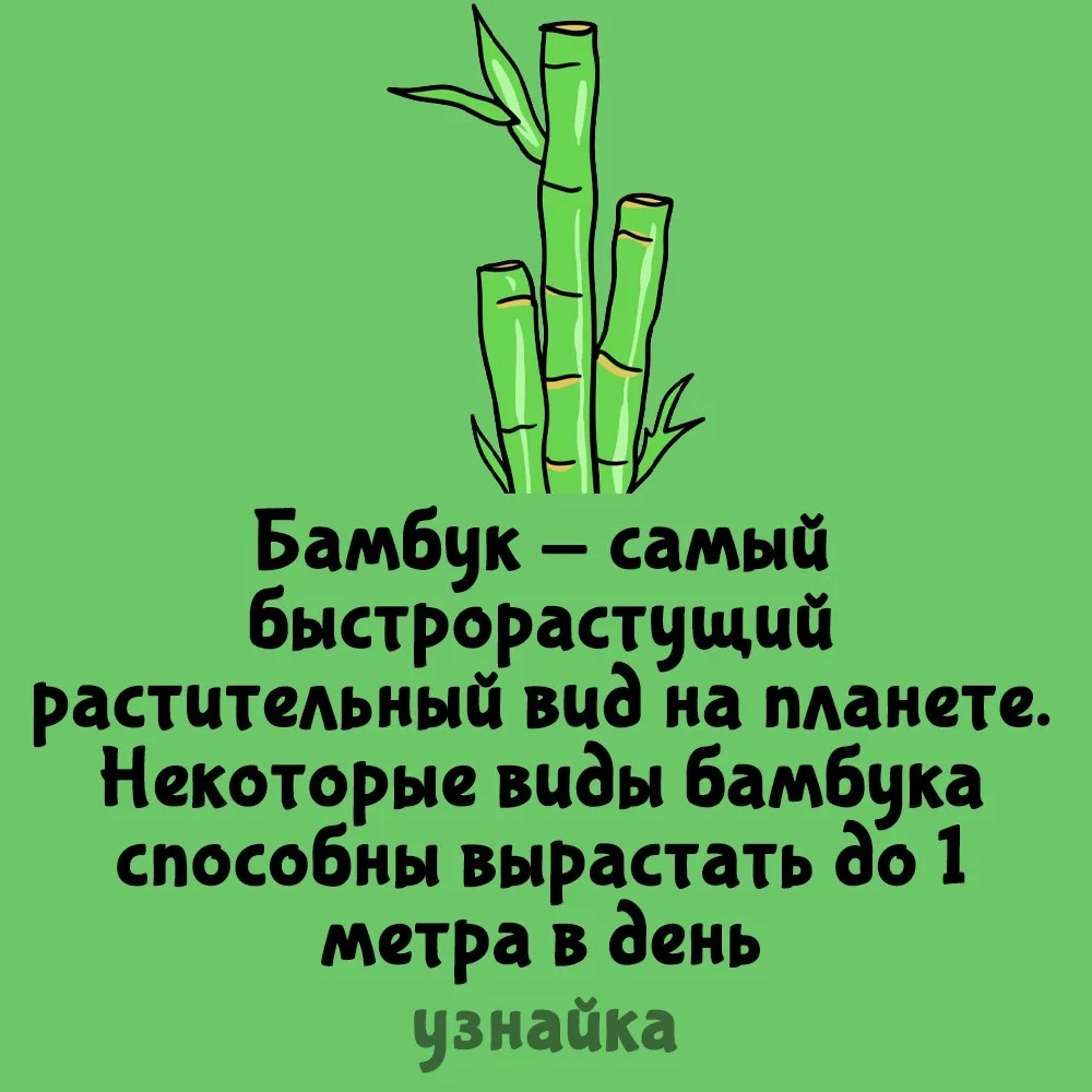 Панды обеспечены пропитанием🐼