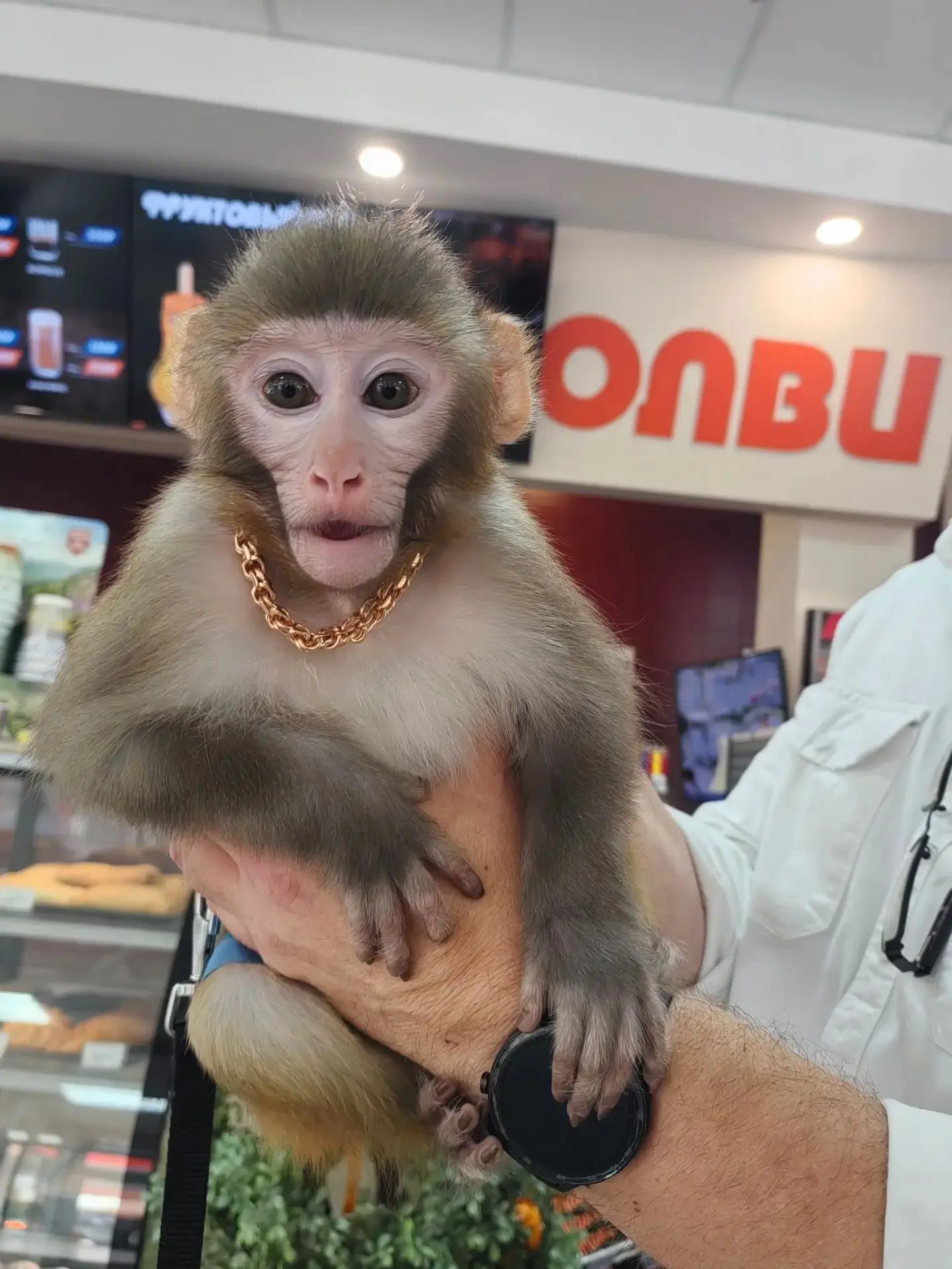 Кажется, к нам приехал тайный покупатель 🐒