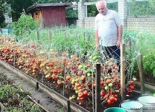 Может и вам пригодится этот способ

Этот полузабытый дедовский рецепт я выписала из старой газетной 