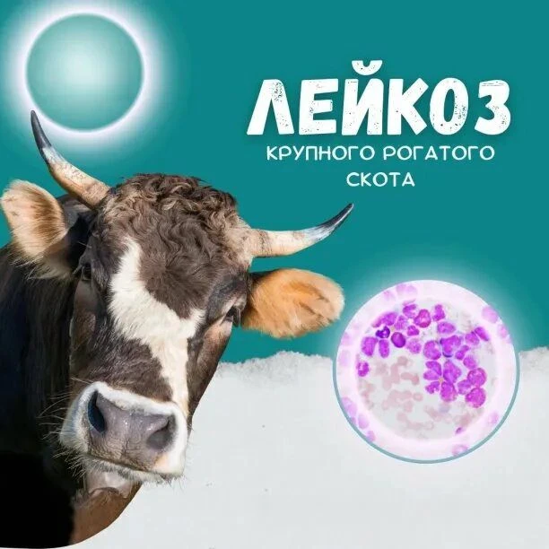 ПАМЯТКА ДЛЯ НАСЕЛЕНИЯ ПО ЛЕЙКОЗУ КРУПНОГО РОГАТОГО СКОТА