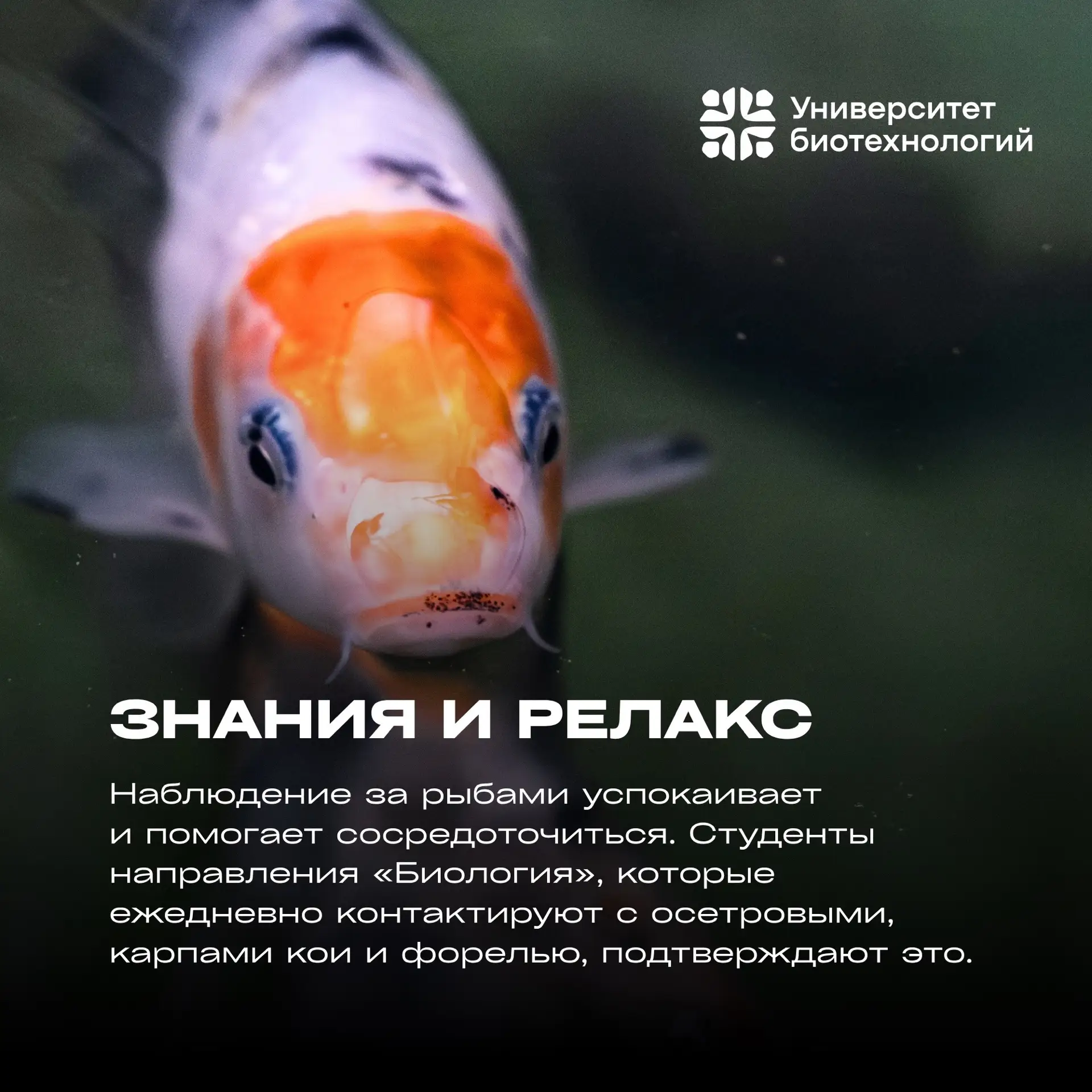🐾 Лапки, хвосты и перья  В этом лонгриде мы рассказываем о грациозном мире рыб Центра аквакультуры У