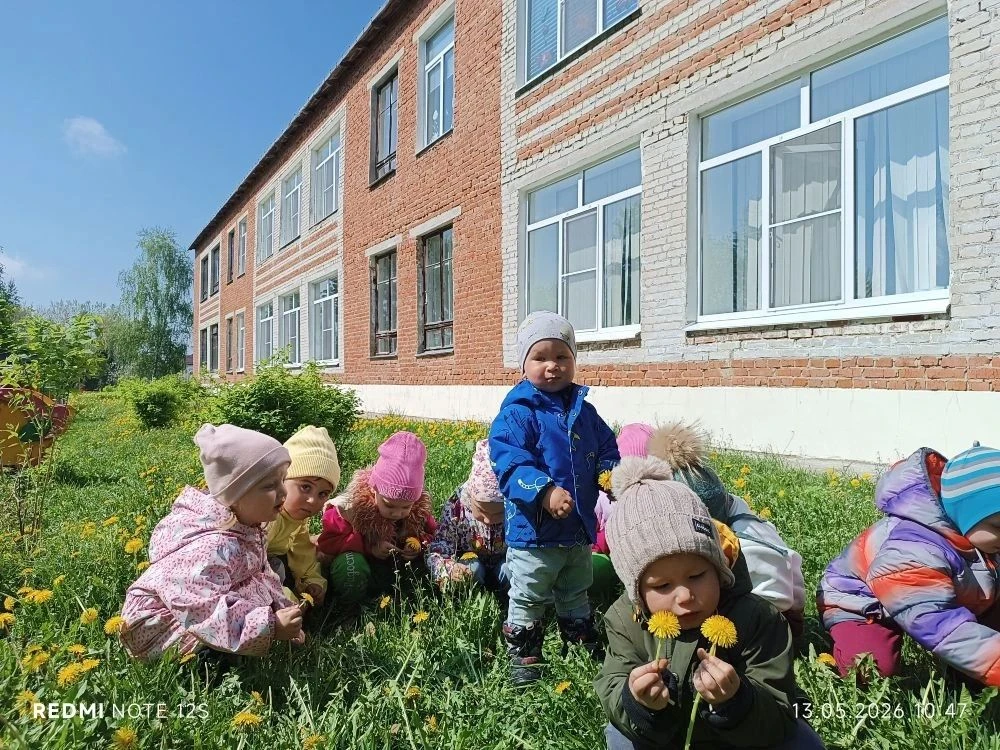 Одуванчики цветы