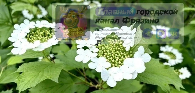 ⚡️ Итоги недели | Фрязино