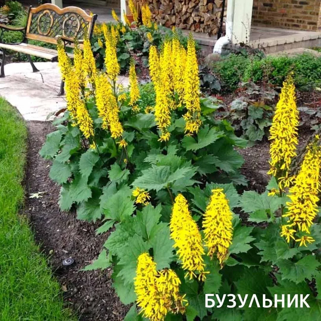🌺🍀Подборка красочных и при этом неприхотливых многолетних цветов 🌸

Если вы хотите создать красив