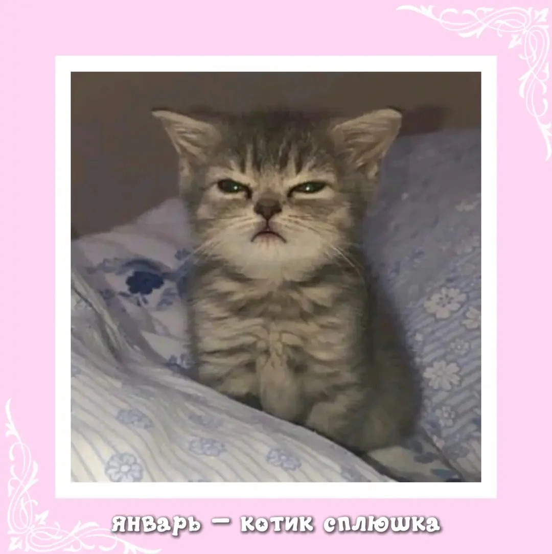 Авы какой ты котик по месяцу Рождения, часть 1 🎉
