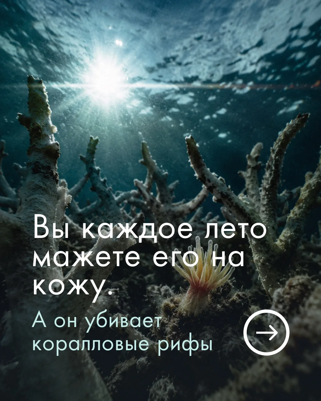 ⚠️Ваш санскрин убивает коралловые рифы.