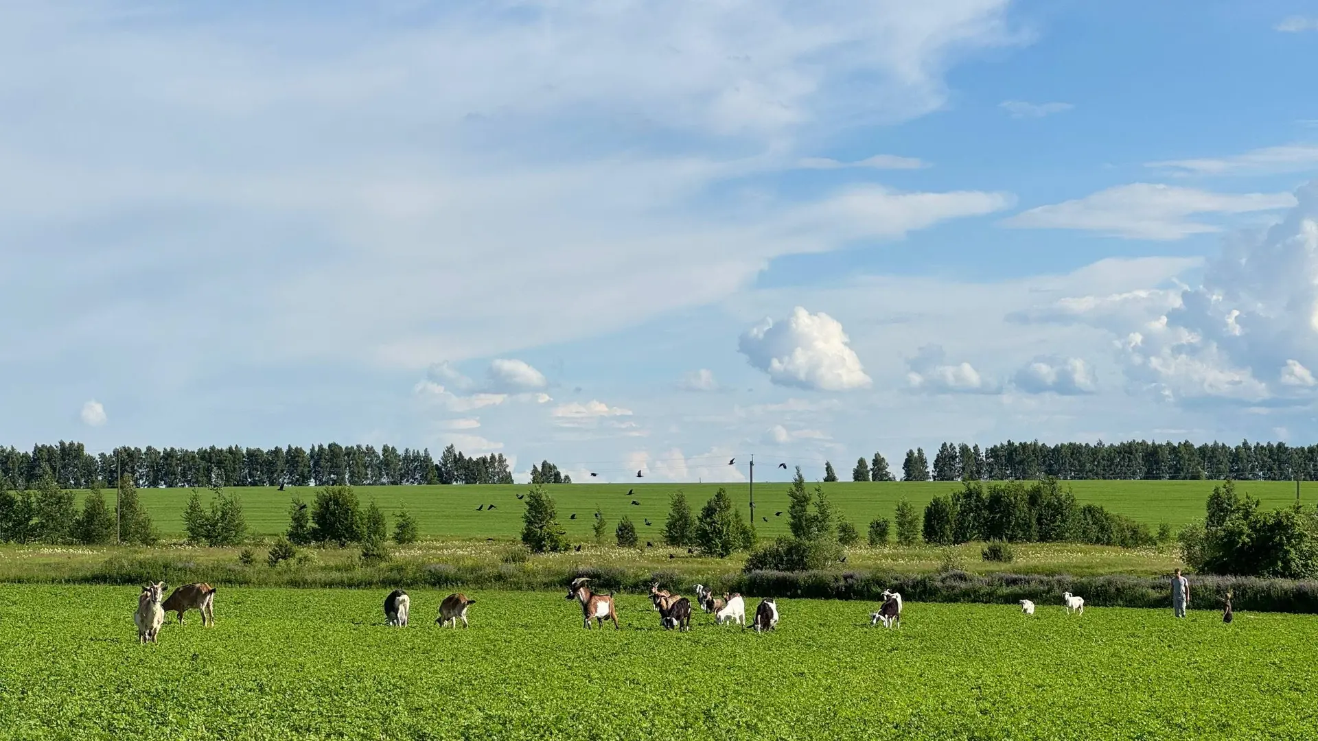 Доброе утро, дорогие🌿