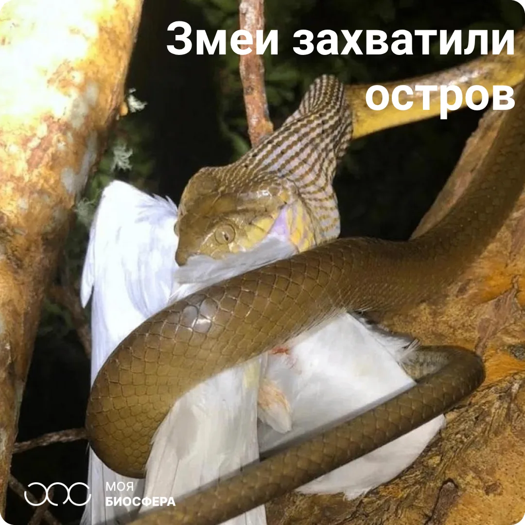 📍 Как бурые змеи «взломали» генетику
