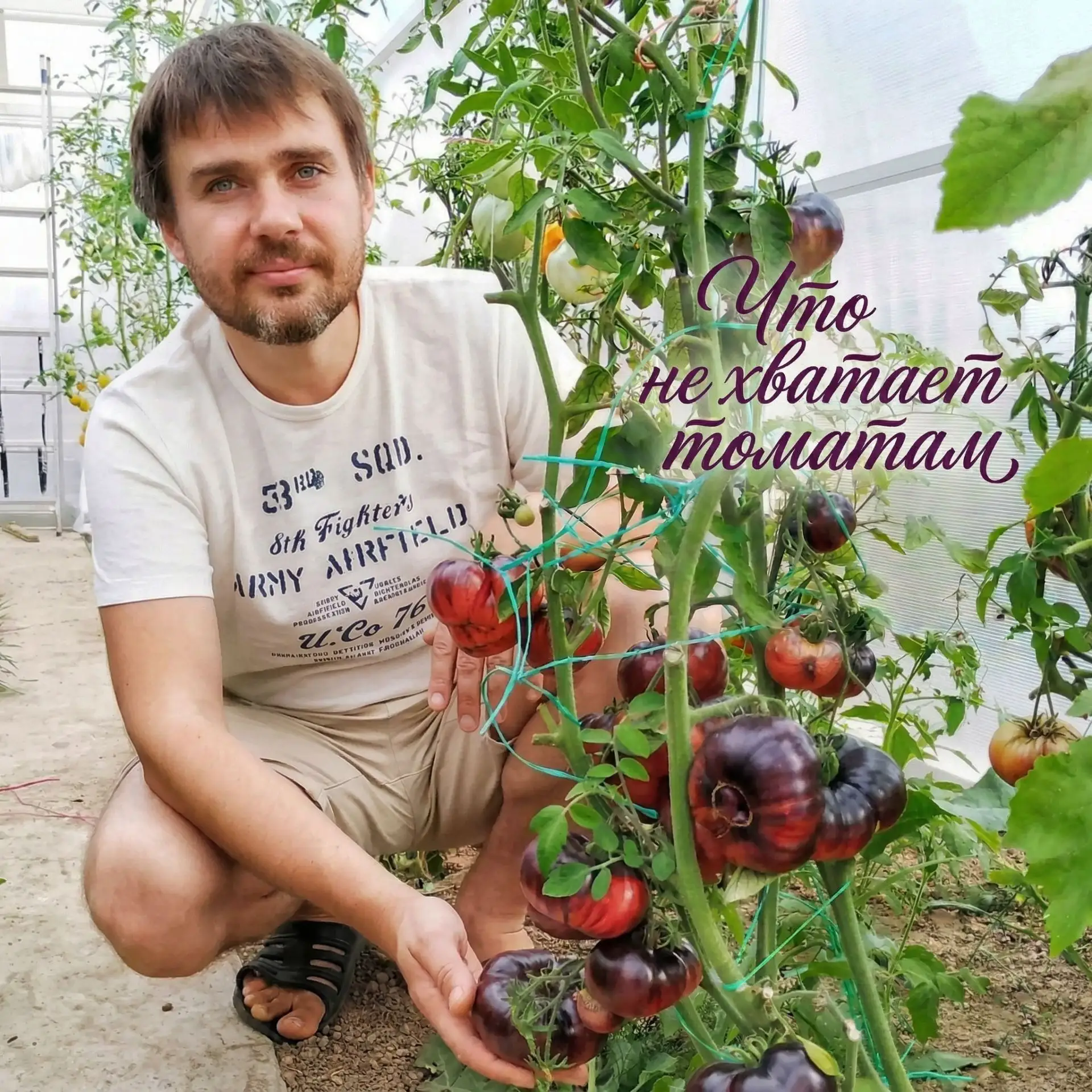 Как помочь томатам - полезная информация  : гид по дефицитам 🍅