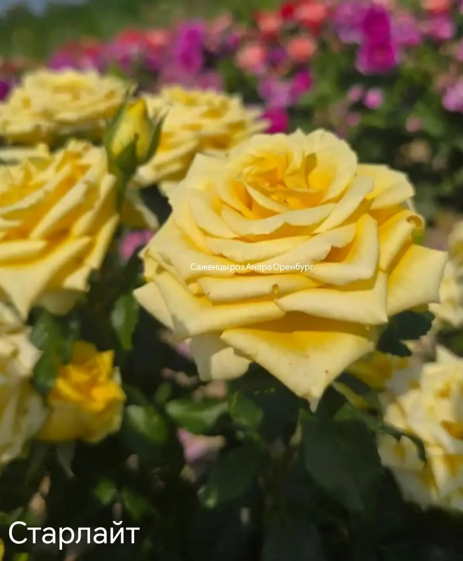 Роза  🌹Старлайт