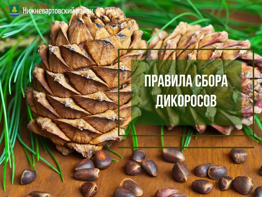 В Югре начинается сбор кедровых шишек