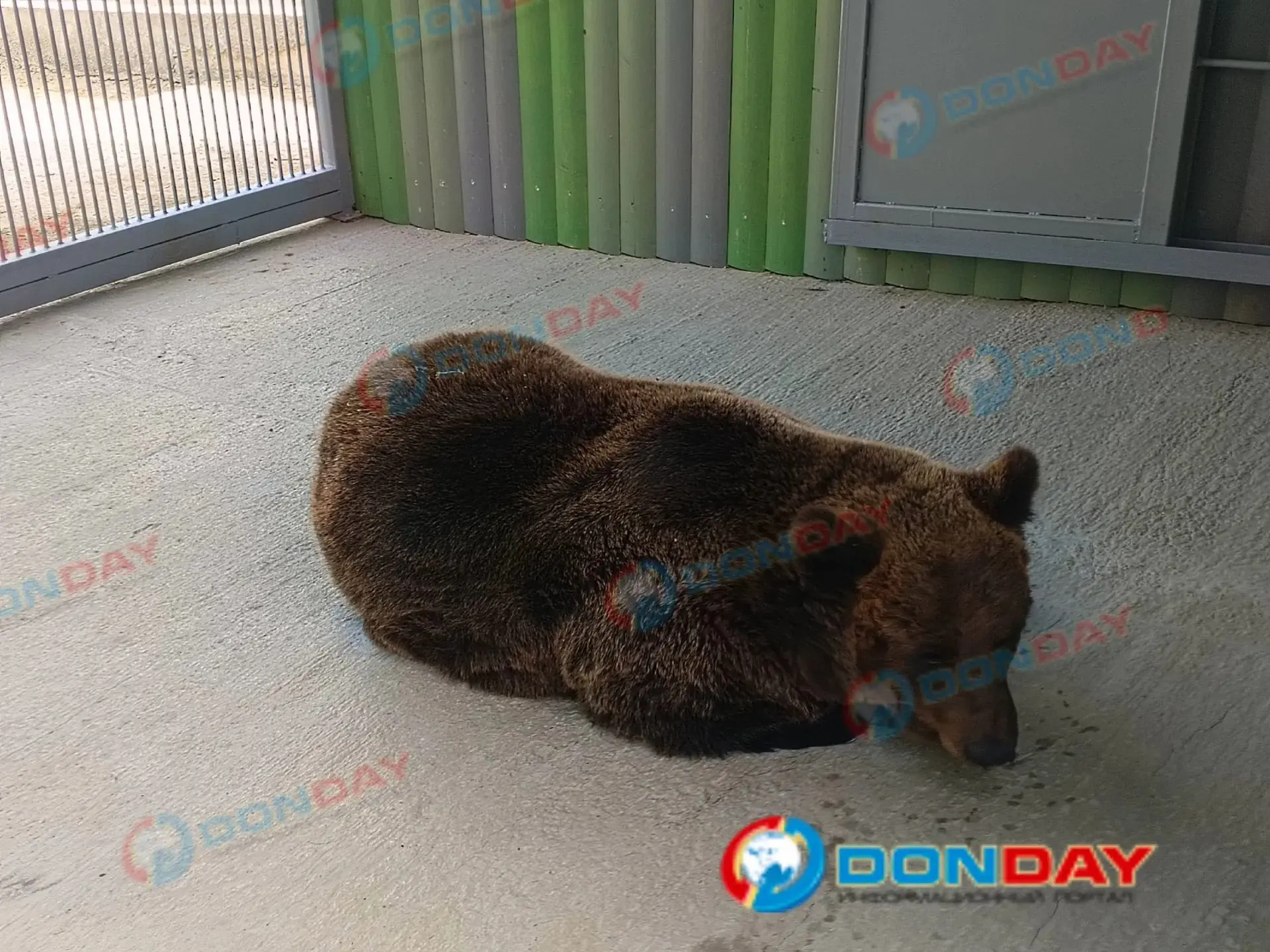 😱 Медведицы из «адского» зоосада Ростова ни разу не впадали в спячку