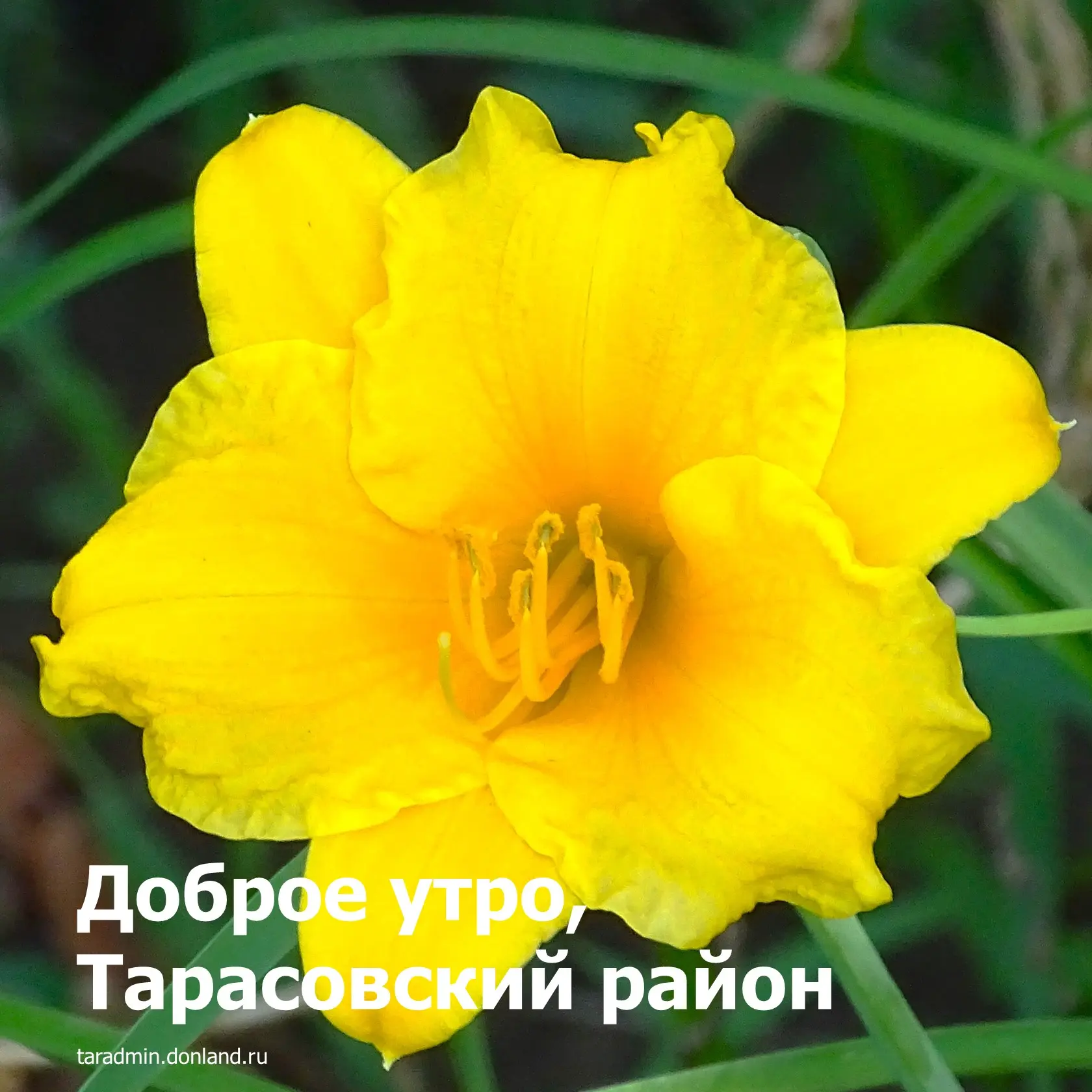 Доброе утро, уважаемые жители Тарасовского района!